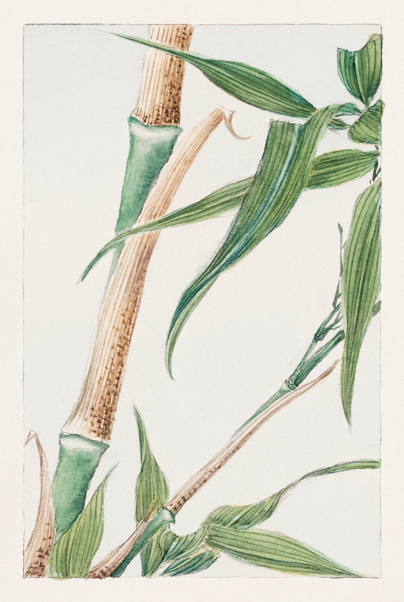Japanese Bamboo during 1870-880 by Megata Morikaga.