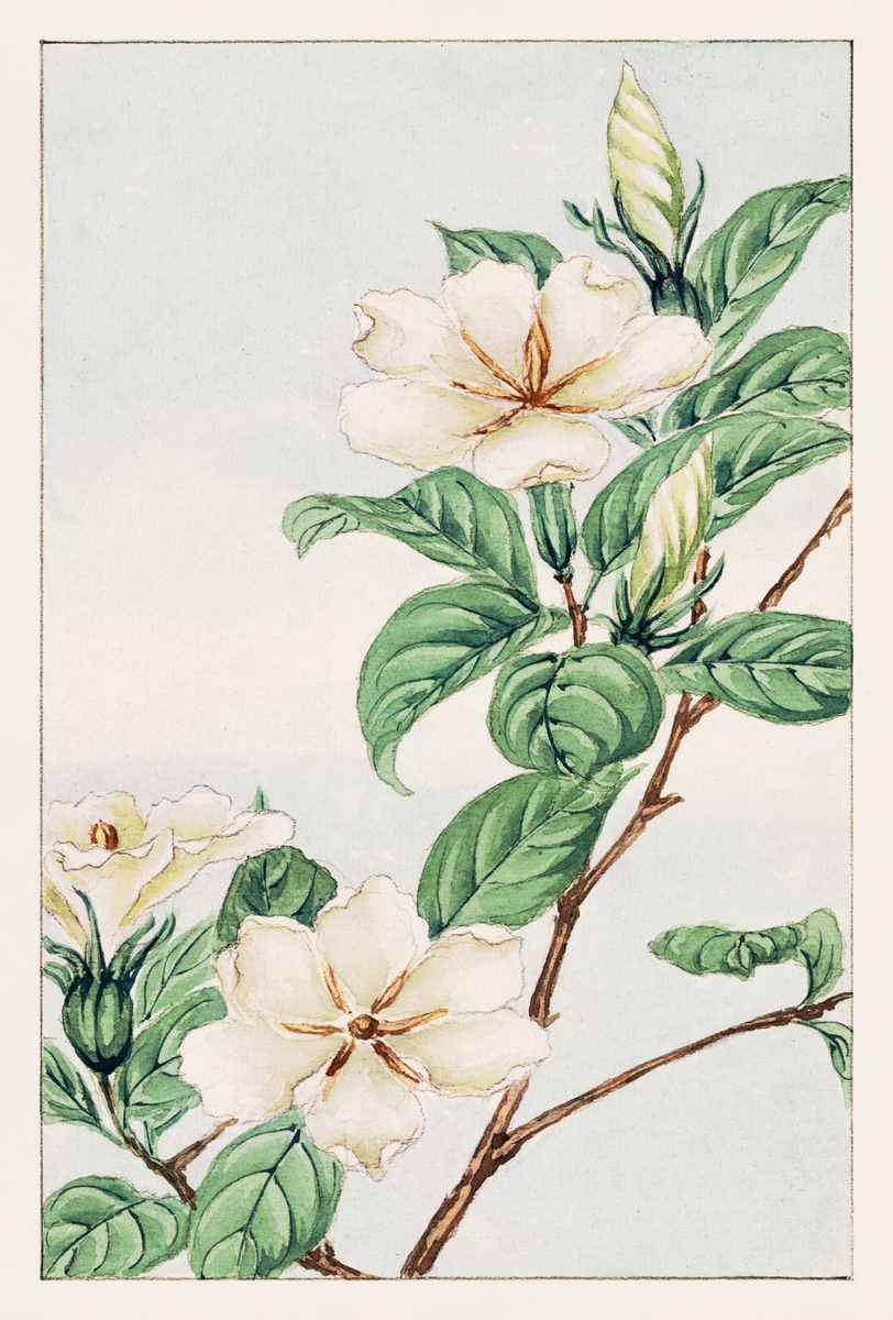 Kuchi nashi (cape jasmine) during 1870-1880 by Megata Morikaga.