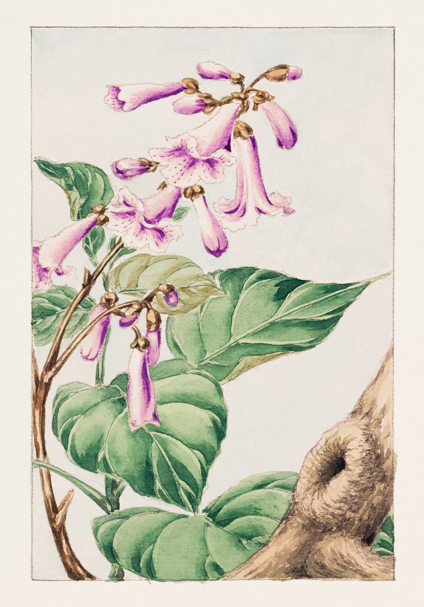 Kiri branch with flowers and leaves during 1870-1880 by Megata Morikaga.