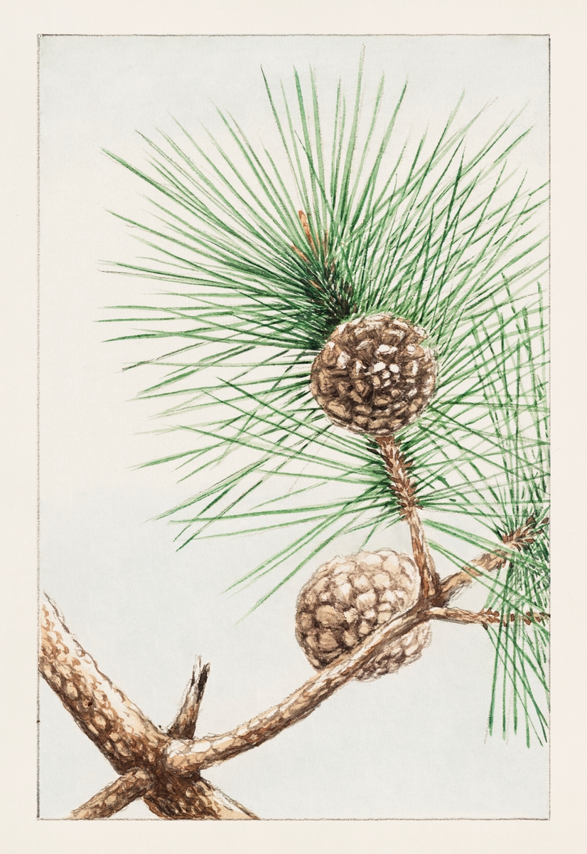Matsu pine c. 1870-1880 by Megata Morikaga. 